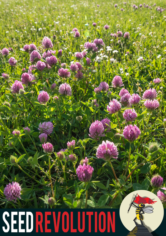 The Plant Pot Economy Meadow - 100% Wildflower Seed Mix -  'Love Blooms Eternal'