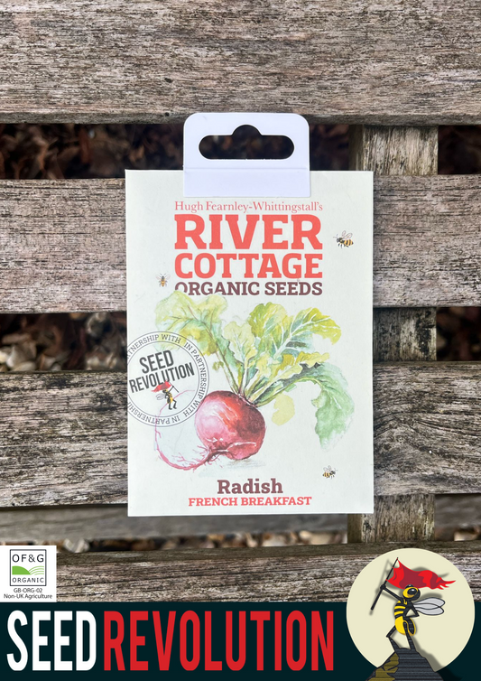 Organic Radish French Breakfast - River Cottage