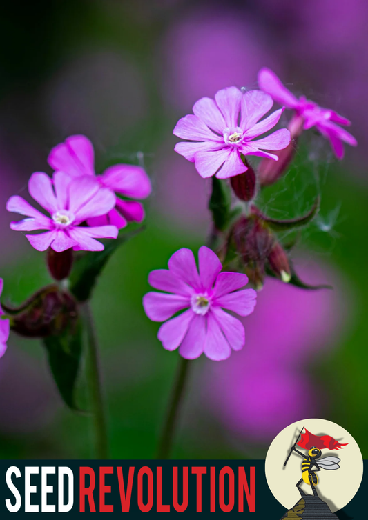 Red Campion Native Seed