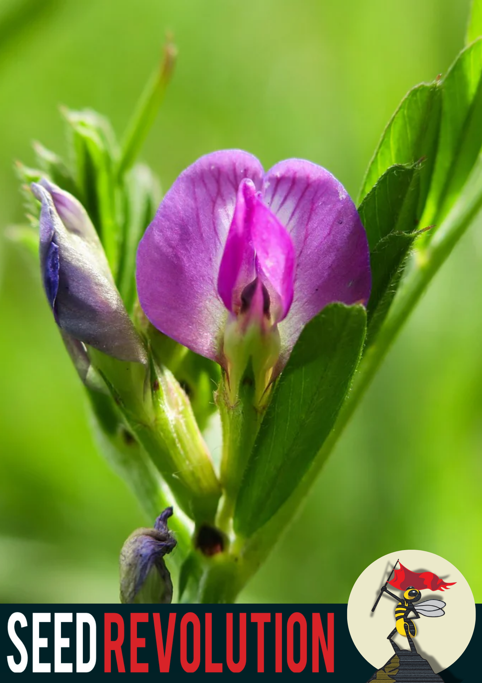 Wondrous Vetch Garden Seeds – Seed Revolution