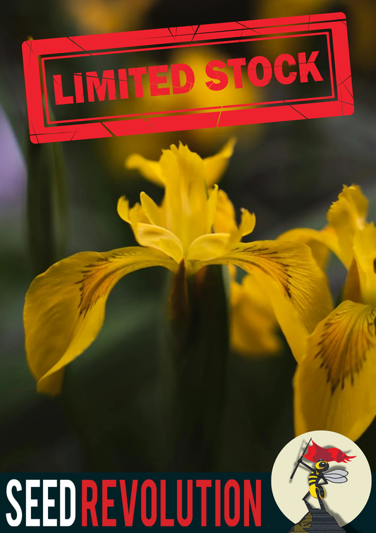 Yellow Iris Flower Seeds