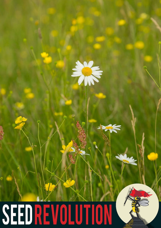 Wildflower field showcasing Seed Revolution's Acid Soils 80/20% Wildflower Meadow Seed Mix and cid Soils 100% Wildflower Seed Mix. Which is british wild flower seeds, british wildflower seeds, wildflower mixes, mixed wildflower seeds, uk wildflower seeds, wildflower meadows, wildflower meadow, acidic wildflower mix, wildflower mix for acid soil.