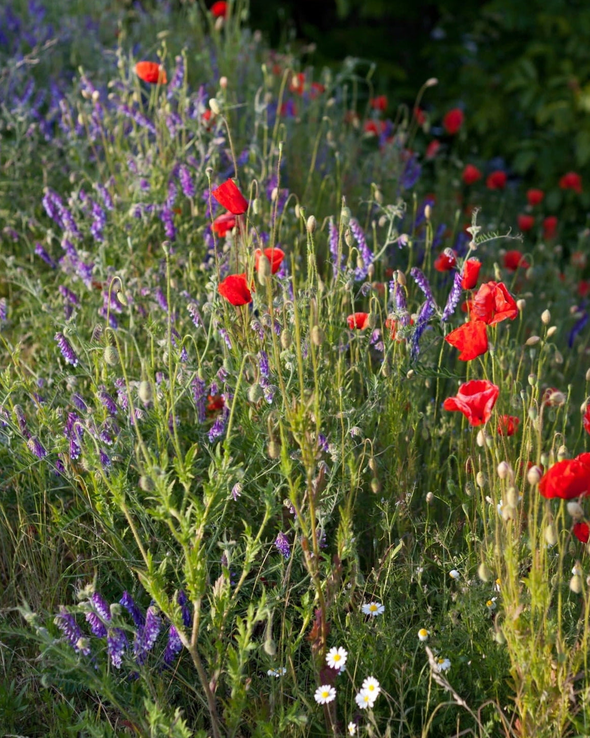 Colourful native wildflowers in bloom to promote Seed Revolution's Beginner's Meadow 100% Wildflower Seed Mix, which is british wild flower seeds, british wildflower seeds, wildflower mixes, mixed wildflower seeds, uk wildflower seeds, wildflower meadows, wildflower meadow, universal wildflowers, beginner meadow, cost-effective wildflower meadow.