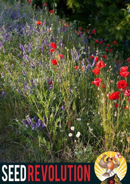 Colourful native wildflowers in bloom to promote Seed Revolution's Beginner's Meadow 100% Wildflower Seed Mix, which is british wild flower seeds, british wildflower seeds, wildflower mixes, mixed wildflower seeds, uk wildflower seeds, wildflower meadows, wildflower meadow, universal wildflowers, beginner meadow, cost-effective wildflower meadow.
