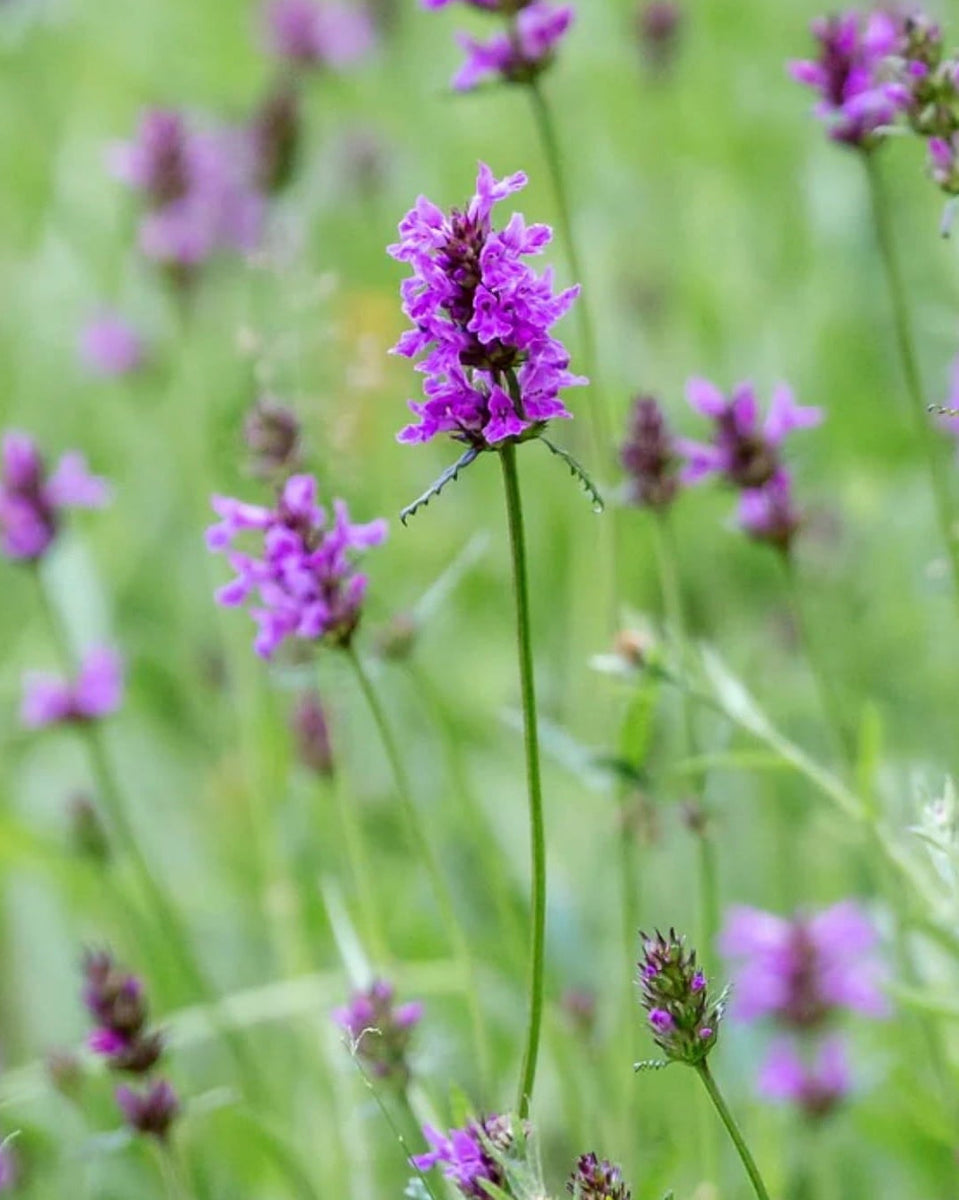 Betony Native Wild Flower Seed Seed Revolution betony-native-wild-flower-seed-seed-revolution