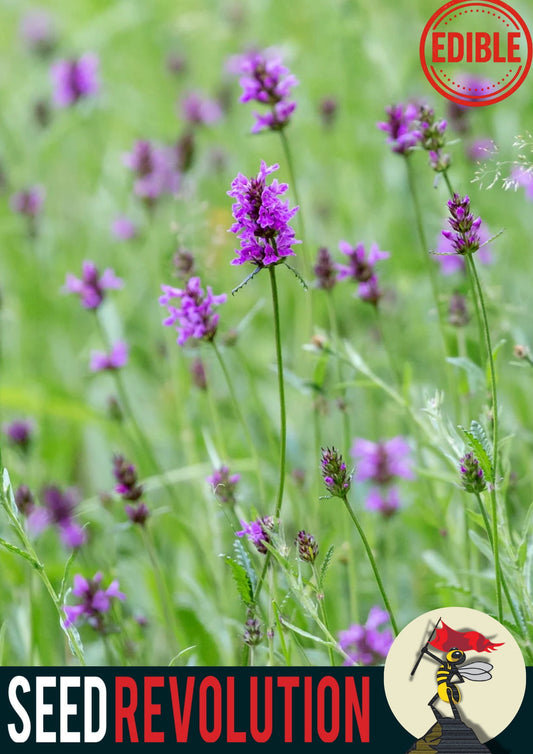 Betony blooming in a field with 'Seed Revolution' branding and an 'Edible' label. Stachys officinalis, Stachys officinalis Betony, Stachys Betony, british wild flower seeds, british wildflower seeds, uk wildflower seeds