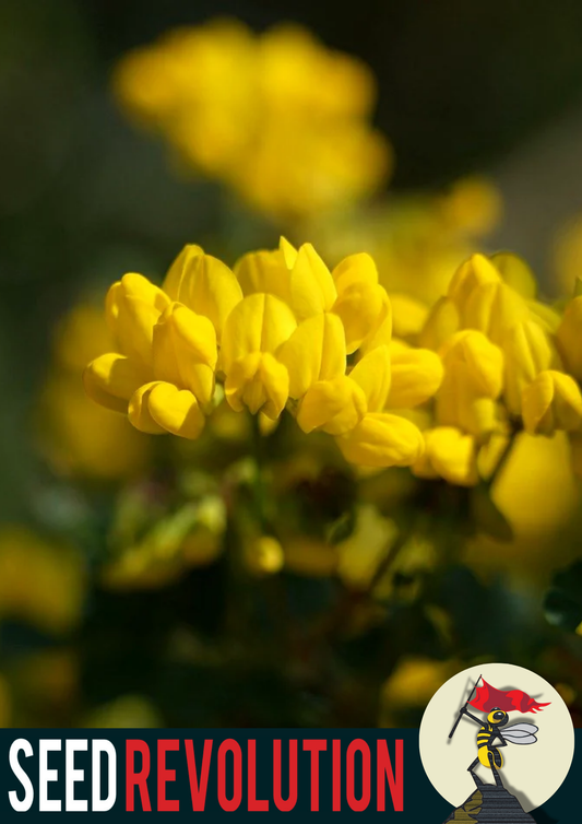 Birds-Foot Trefoil Native Seed Mix