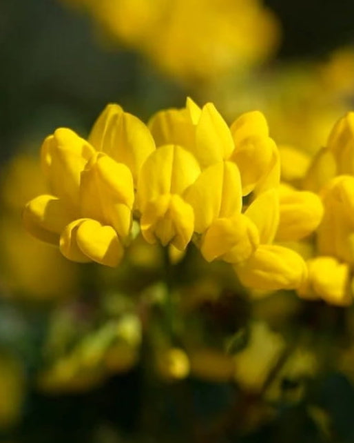 Yellow Birdsfoot Trefoil wildflowers with 'Seed Revolution' branding and a logo in the corner. Showcasing our Lotus corniculatus, bird’s foot trefoil, bird’s-foot trefoil, trefoil birdsfoot, birds foot trefoil, british wild flower seeds, british wildflower seeds, uk wildflower seeds