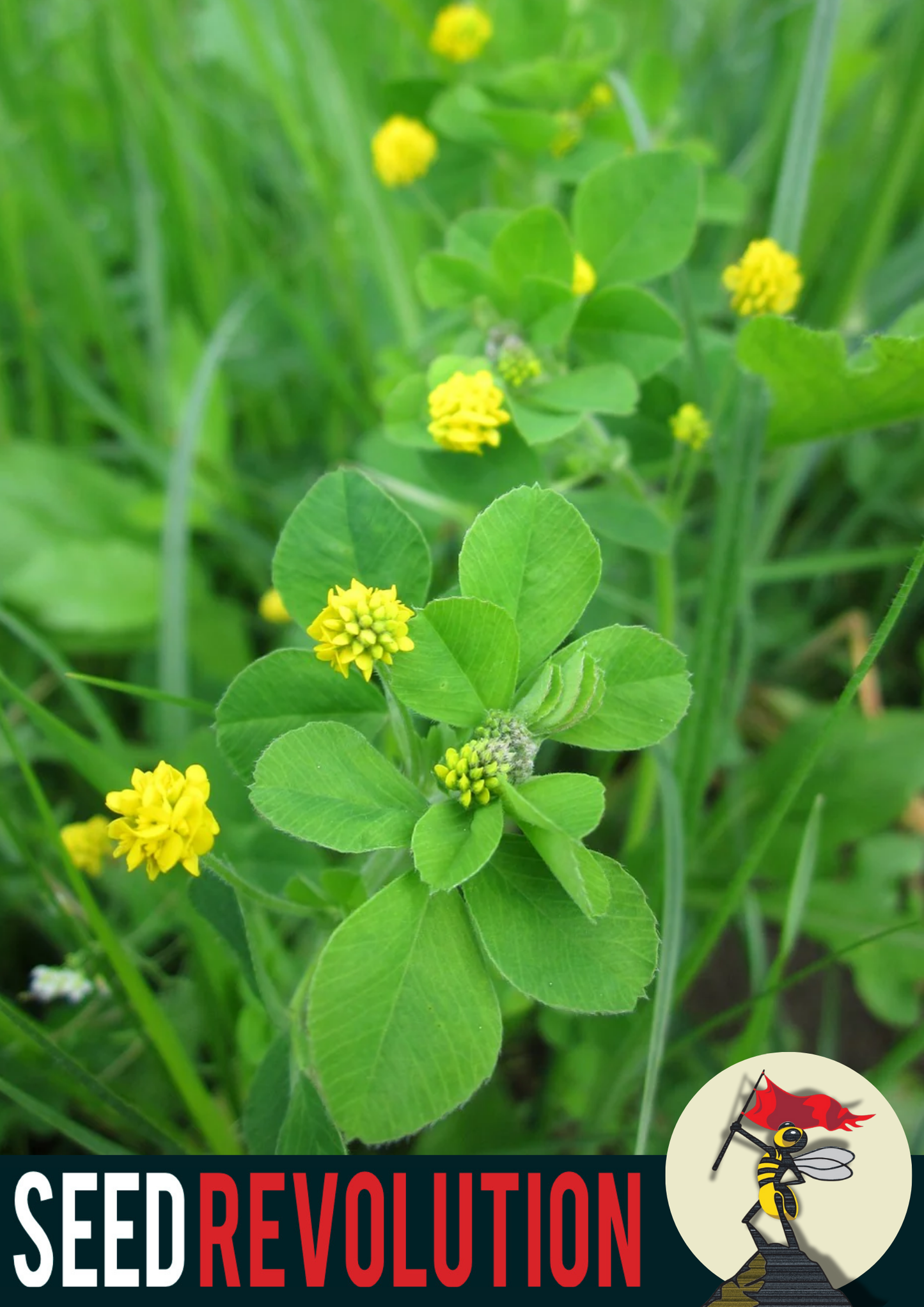 Black Medick Native Meadow Seeds