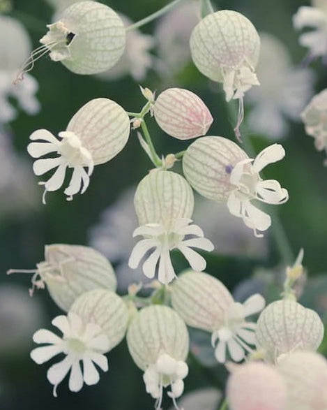 Close-up of white Maiden's Tears/Bladder Campion wildflowers with 'Edible' and 'Seed Revolution' branding. Showcasing our Silene vulgaris, bladder campion Silene vulgaris, campion flower, british wild flower seeds, british wildflower seeds, uk wildflower seeds.