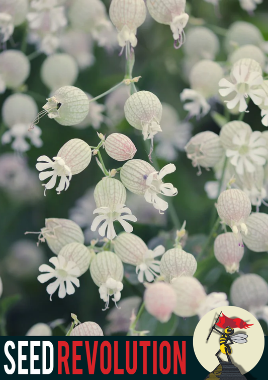 Bladder Campion Meadow Seed