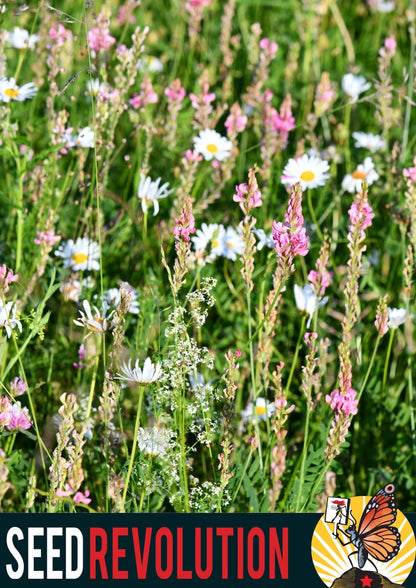 Native british wildflowers blooming under the sunshine to showcase Seed Revolution's Shady Meadow 100% Wildflower Seed Mix, which is british wild flower seeds, british wildflower seeds, wildflower mixes, mixed wildflower seeds, uk wildflower seeds, wildflower meadows, wildflower meadow, shade wildflowers, shady wildflower mix, cost-effective wildflower meadow.