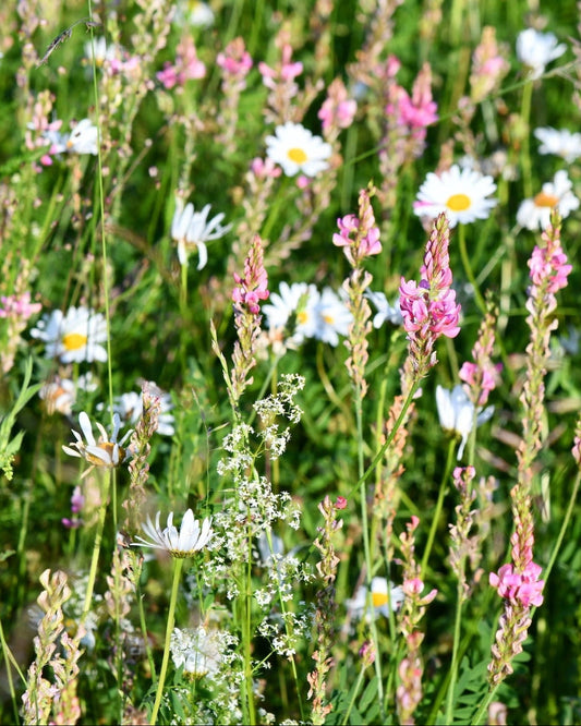 british flower seeds Wildflower Mixes – Seed Revolution