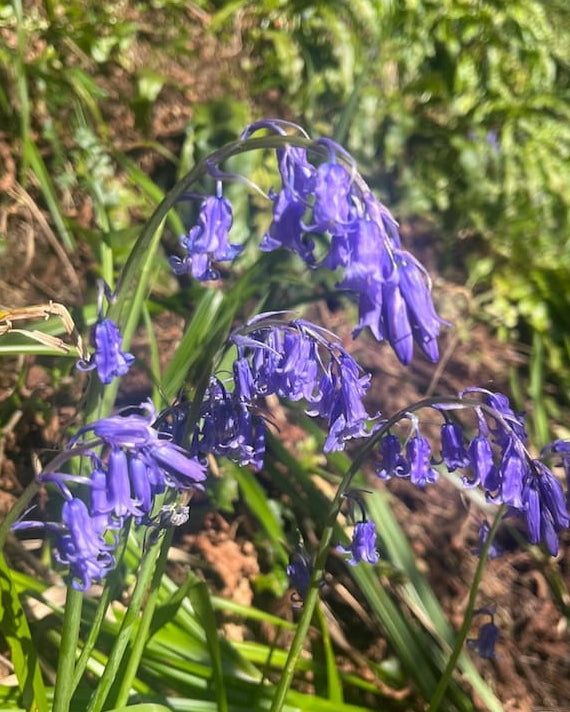 Purple Bluebell wildflowers in a natural setting with 'Seed Revolution' branding. Hyacinthoides non-scripta, bluebells, blue bell, blue bells,  british wild flower seeds, british wildflower seeds, uk wildflower seeds