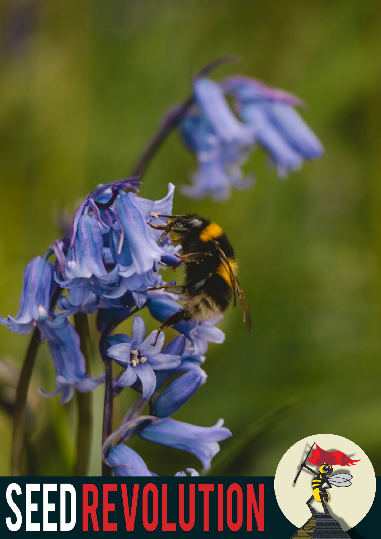 Bluebell Native Seed Mix