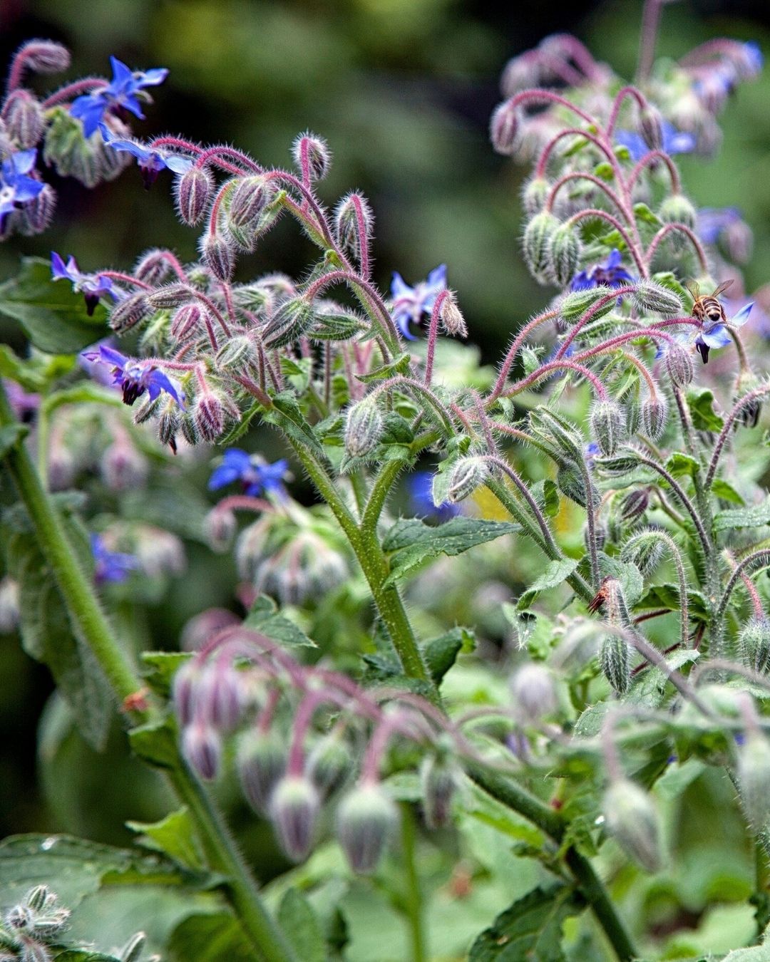 Borage wildflower with purple-blue star-shaped flowers and fuzzy green stems in a garden setting. Showcasing Seed Revoluion's Borago officinalis, borage seeds, borage flower, borage plant, british wild flower seeds, british wildflower seeds, uk wildflower seeds.