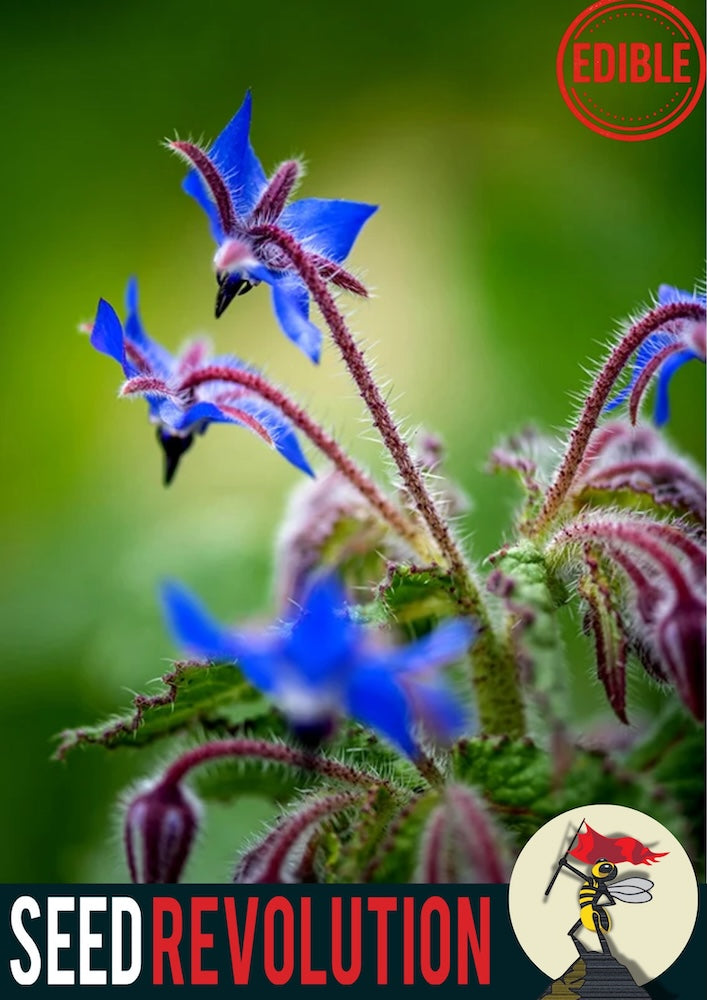 Close-up of borage wildflowers with 'Edible Seed Revolution' branding. Borago officinalis, borage seeds, borage flower, borage plant, british wild flower seeds, british wildflower seeds, uk wildflower seeds
