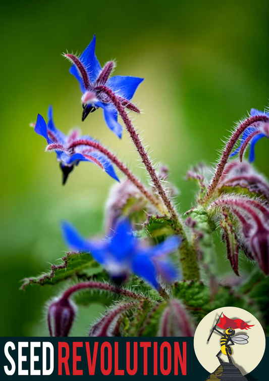 Borage Garden Wildflower Seed Blend