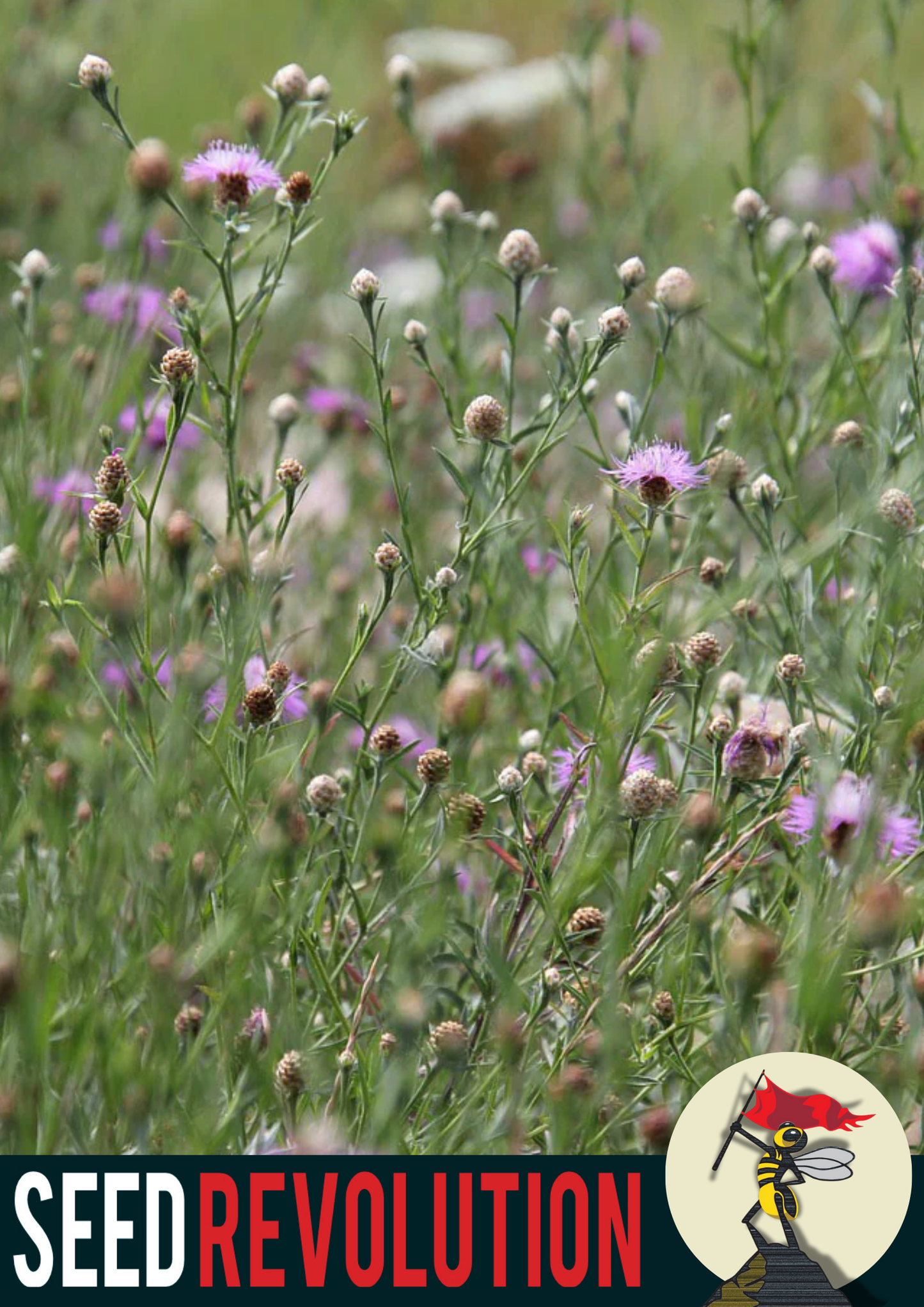 Chalky Soil 100% Wild Flower Mix