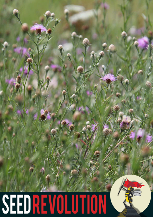 Chalky Soil 100% Wild Flower Mix