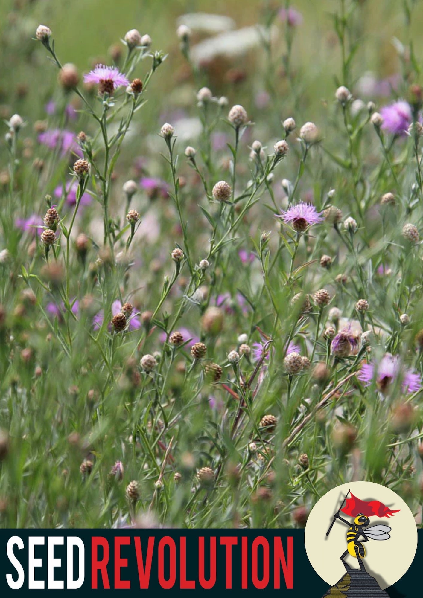 Wildflower meadow in bloom showcasing Seed Revolution's Chalky Soil 80/20% Wildflower Meadow Seed Mix. Which is british wild flower seeds, british wildflower seeds, wildflower mixes, mixed wildflower seeds, uk wildflower seeds, wildflower meadows, wildflower meadow, chalky soil wildflower mix, meadow with wildflowers wildflower mix for chalky soils.