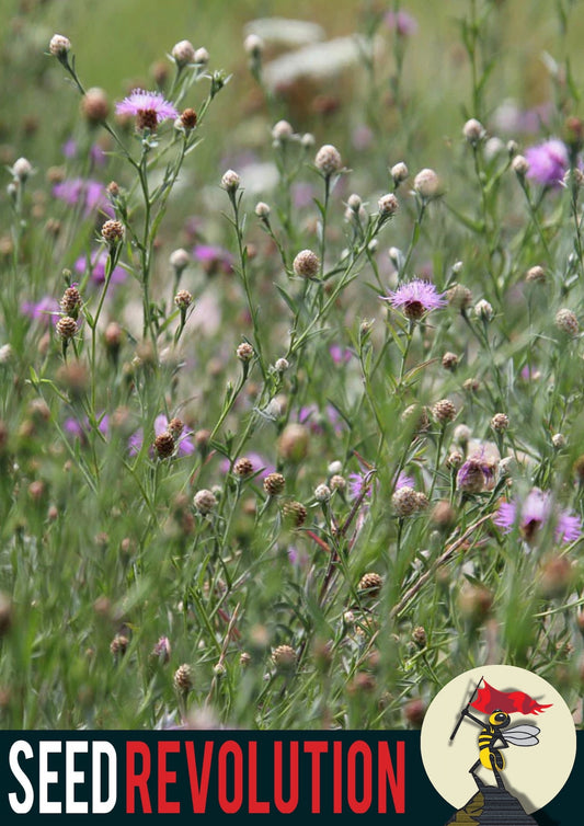Wildflower meadow in bloom showcasing Seed Revolution's Chalky Soil 80/20% Wildflower Meadow Seed Mix. Which is british wild flower seeds, british wildflower seeds, wildflower mixes, mixed wildflower seeds, uk wildflower seeds, wildflower meadows, wildflower meadow, chalky soil wildflower mix, meadow with wildflowers wildflower mix for chalky soils.