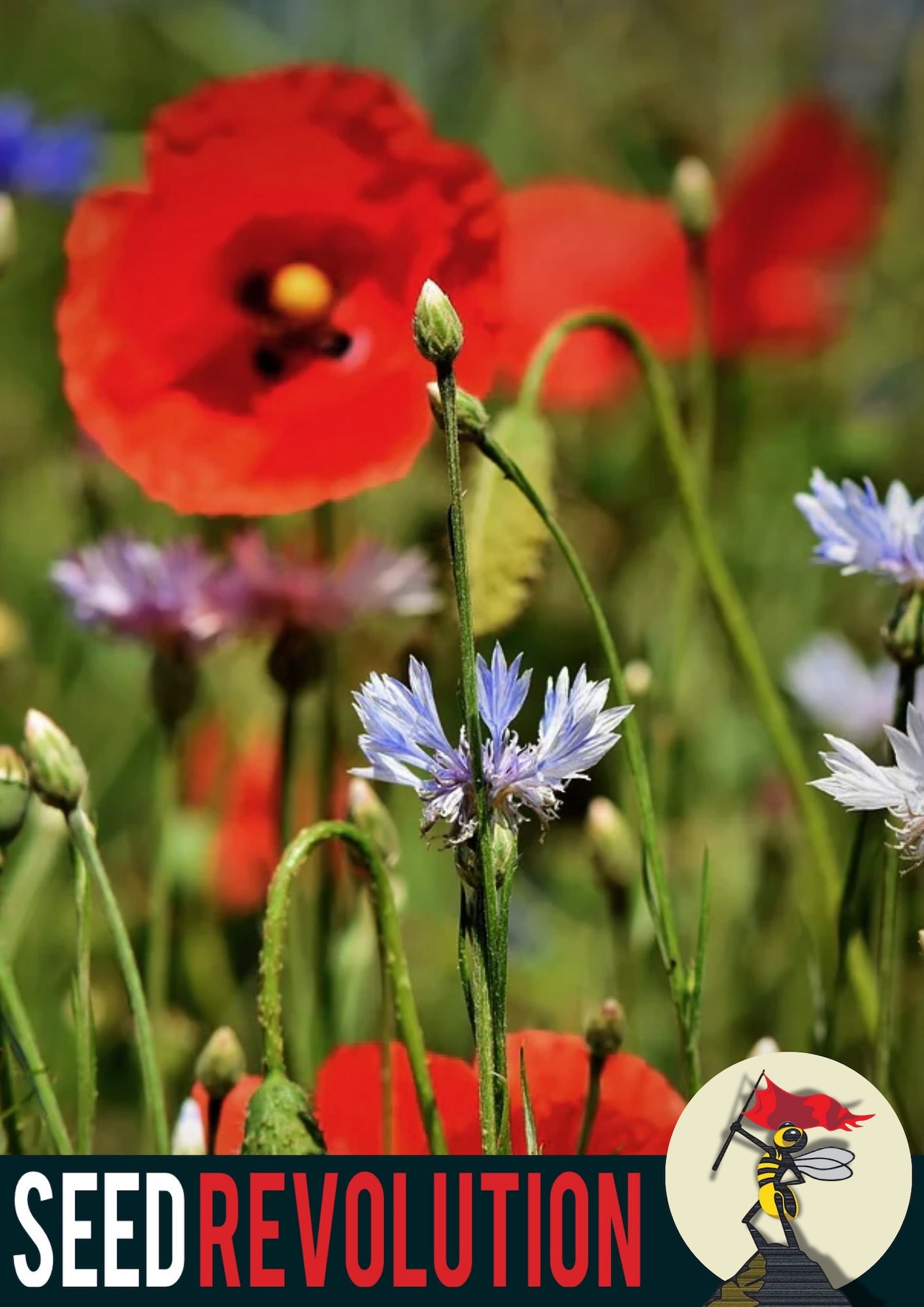 Floral scene with red poppies and blue cornflowers, showcasing Seed Revolution's Classic Cornflowers 100% Wildflower Seed Mix. Which are british wild flower seeds, british wildflower seeds, wildflower mixes, mixed wildflower seeds, uk wildflower seeds, wildflower meadows, wildflower meadow, cornfield annuals.