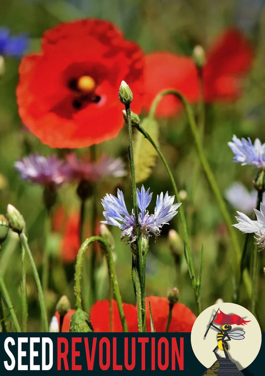 Floral scene with red poppies and blue cornflowers, showcasing Seed Revolution's Classic Cornflowers 100% Wildflower Seed Mix. Which are british wild flower seeds, british wildflower seeds, wildflower mixes, mixed wildflower seeds, uk wildflower seeds, wildflower meadows, wildflower meadow, cornfield annuals.