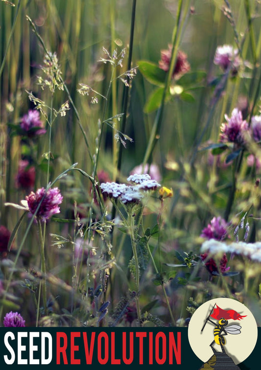 Close-up of wildflowers showcasing Seed Revolution's Clay Soils 100% Wildflower Mix, which is british wild flower seeds, british wildflower seeds, wildflower mixes, mixed wildflower seeds, uk wildflower seeds, wildflower meadows, wildflower meadow, clay soil wildflower mix, wildflower mix for clay soil