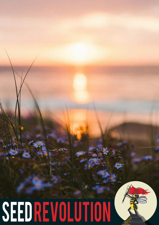 Wildflowers next to the sea showcasing Seed Revolution's Coastal Landscapes 80/20% Wildflower Meadow Seed Mix. Which is british wild flower seeds, british wildflower seeds, wildflower mixes, mixed wildflower seeds, uk wildflower seeds, wildflower meadows, wildflower meadow, coastal wildflower mix, wildflower mix for coasts.