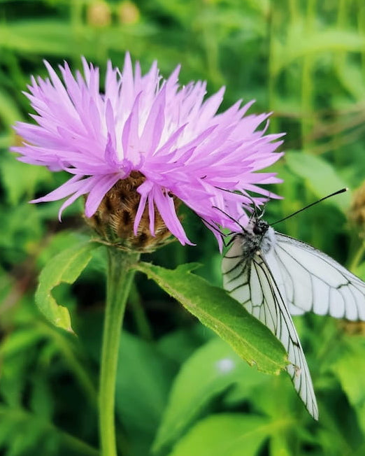 Butterfly on a purple Common Knapweed/Horse Knots wildflower with 'Seed Revolution' branding in the corner. Showcasing our Centaurea nigra, lesser knapweed, knapweed, knapweed plant, knapweed plants, british wild flower seeds, british wildflower seeds, uk wildflower seeds