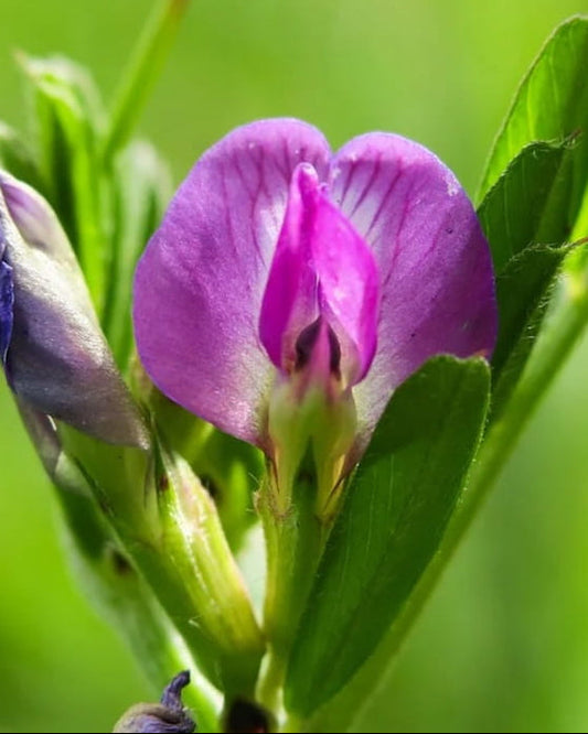 Close-up of a purple Common Vetch wildflower with green leaves on a blurred green background, featuring 'Seed Revolution' logo. Showcasing our Vetch, Vicia sativa, vetch plant, Vicia plant, british wild flower seeds, british wildflower seeds, uk wildflower seeds.