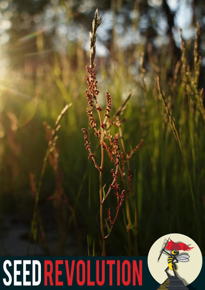 Common Sorrel Native Garden Seeds