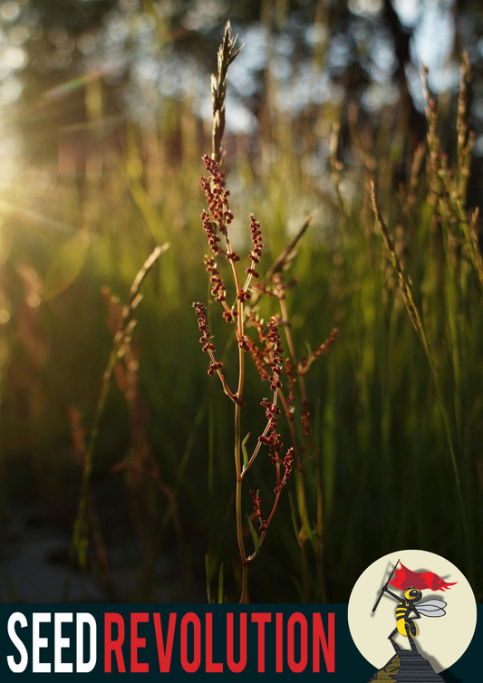 Common Sorrel Garden Mix Seeds