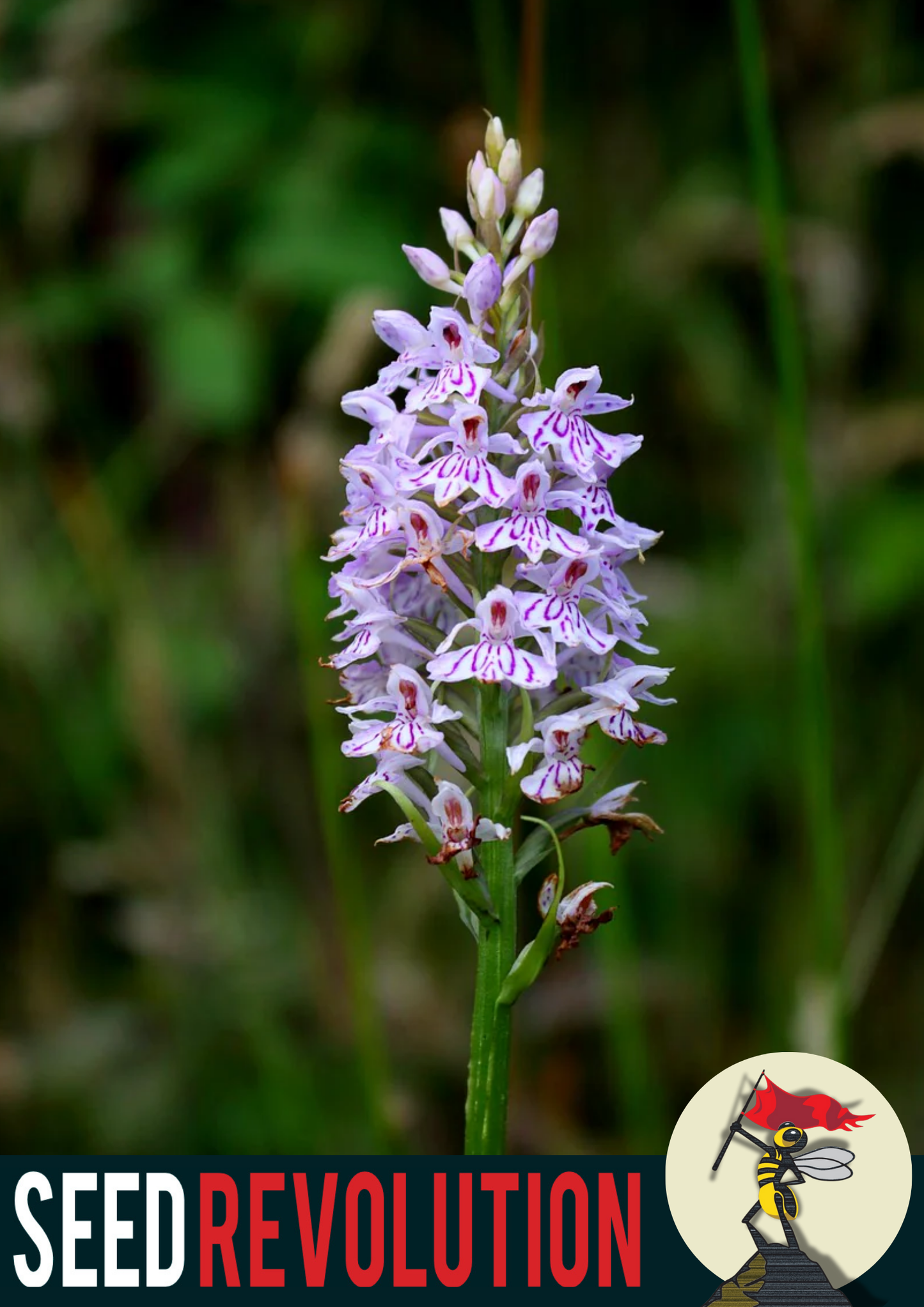 Common Spotted Orchid Native Seed Blend