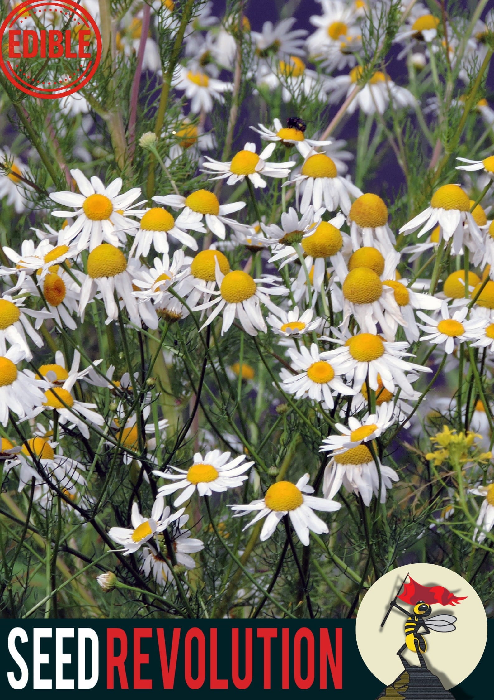 Image of flowering Corn Chamomile with 'Seed Revolution' branding and logo. Showcasing our Corn Chamomile, Anthemis arvensis, chamomile, camomiles, british wild flower seeds, british wildflower seeds, uk wildflower seeds