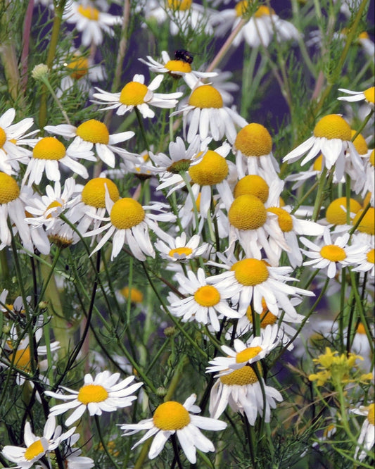 Image of flowering Corn Chamomile with 'Seed Revolution' branding and logo. Showcasing our Corn Chamomile, Anthemis arvensis, chamomile, camomiles, british wild flower seeds, british wildflower seeds, uk wildflower seeds