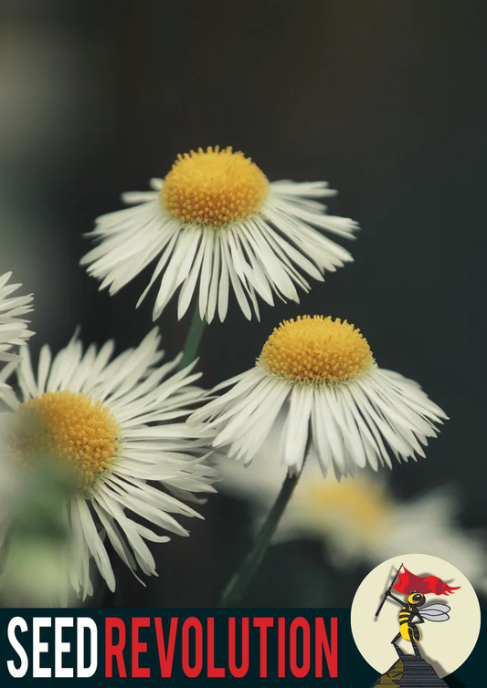 Corn Chamomile Garden Blend Wildflower Seeds