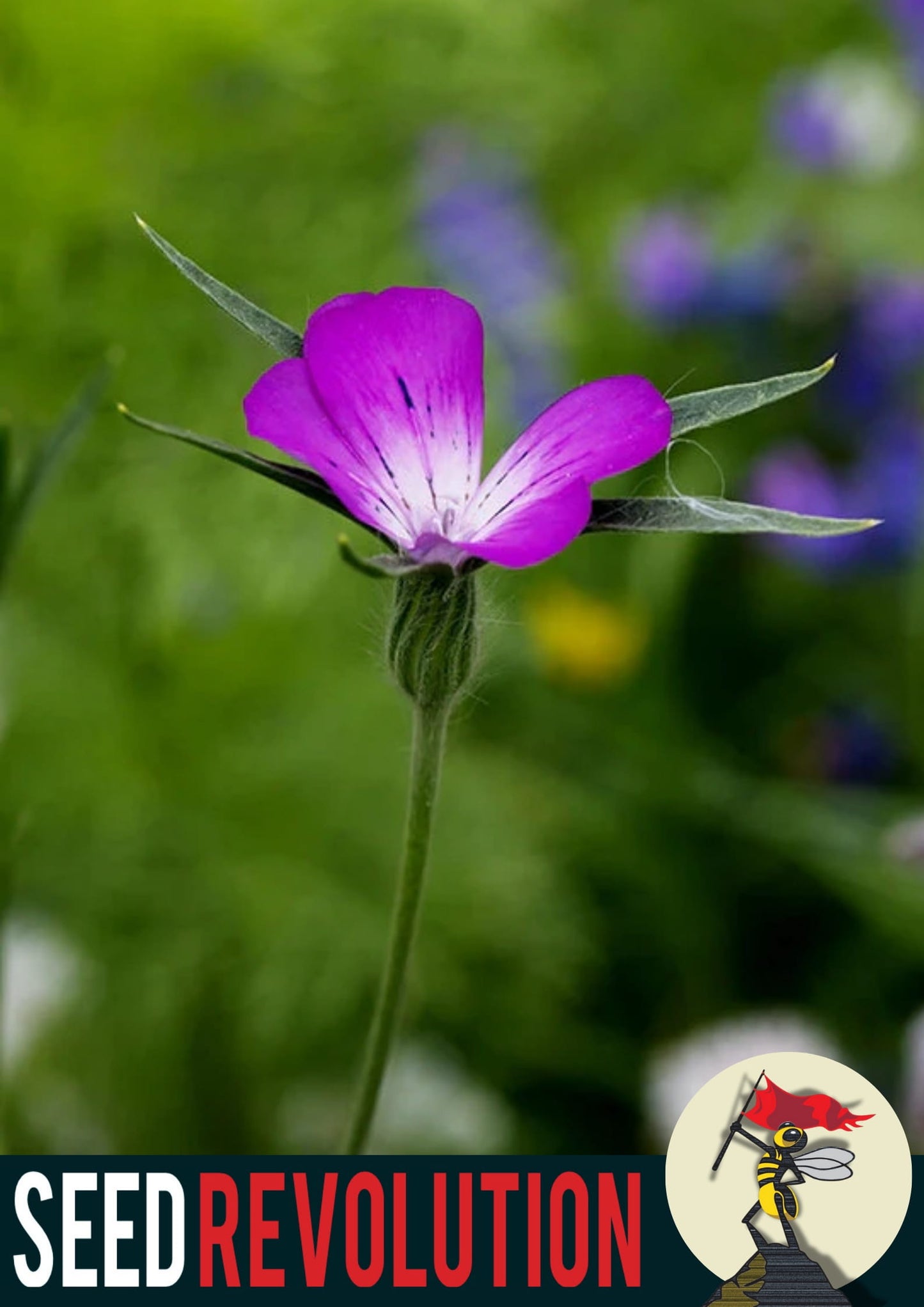 Purple Corncockle wildflower with blurred green background and 'Seed Revolution' logo. Showcasing our Corncockle, Agrostemma githago, corn cockle, Agrostemma cockle, british wild flower seeds, british wildflower seeds, uk wildflower seeds.