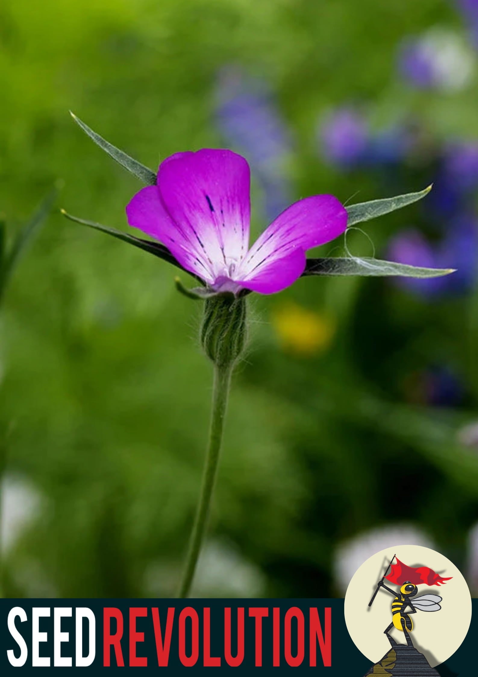 Purple Corncockle wildflower with blurred green background and 'Seed Revolution' logo. Showcasing our Corncockle, Agrostemma githago, corn cockle, Agrostemma cockle, british wild flower seeds, british wildflower seeds, uk wildflower seeds.