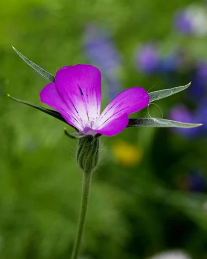 Purple Corncockle wildflower with blurred green background and 'Seed Revolution' logo. Showcasing our Corncockle, Agrostemma githago, corn cockle, Agrostemma cockle, british wild flower seeds, british wildflower seeds, uk wildflower seeds.