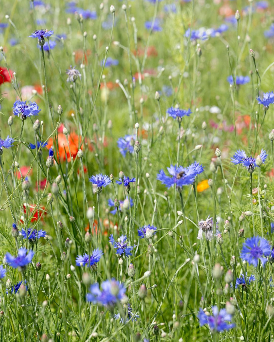 Field of cornflowers, corncockle, corn marigold and other wildflowers in a natural setting. Showcasing Seed Revolution's Cornfield Annuals Wildflower Seed Mix, british wild flower seeds, british wildflower seeds, wildflower mixes, mixed wildflower seeds, uk wildflower seeds, wildflower meadows, wildflower meadow, annual wildflowers, Cornfield Annuals, cornfield uk.