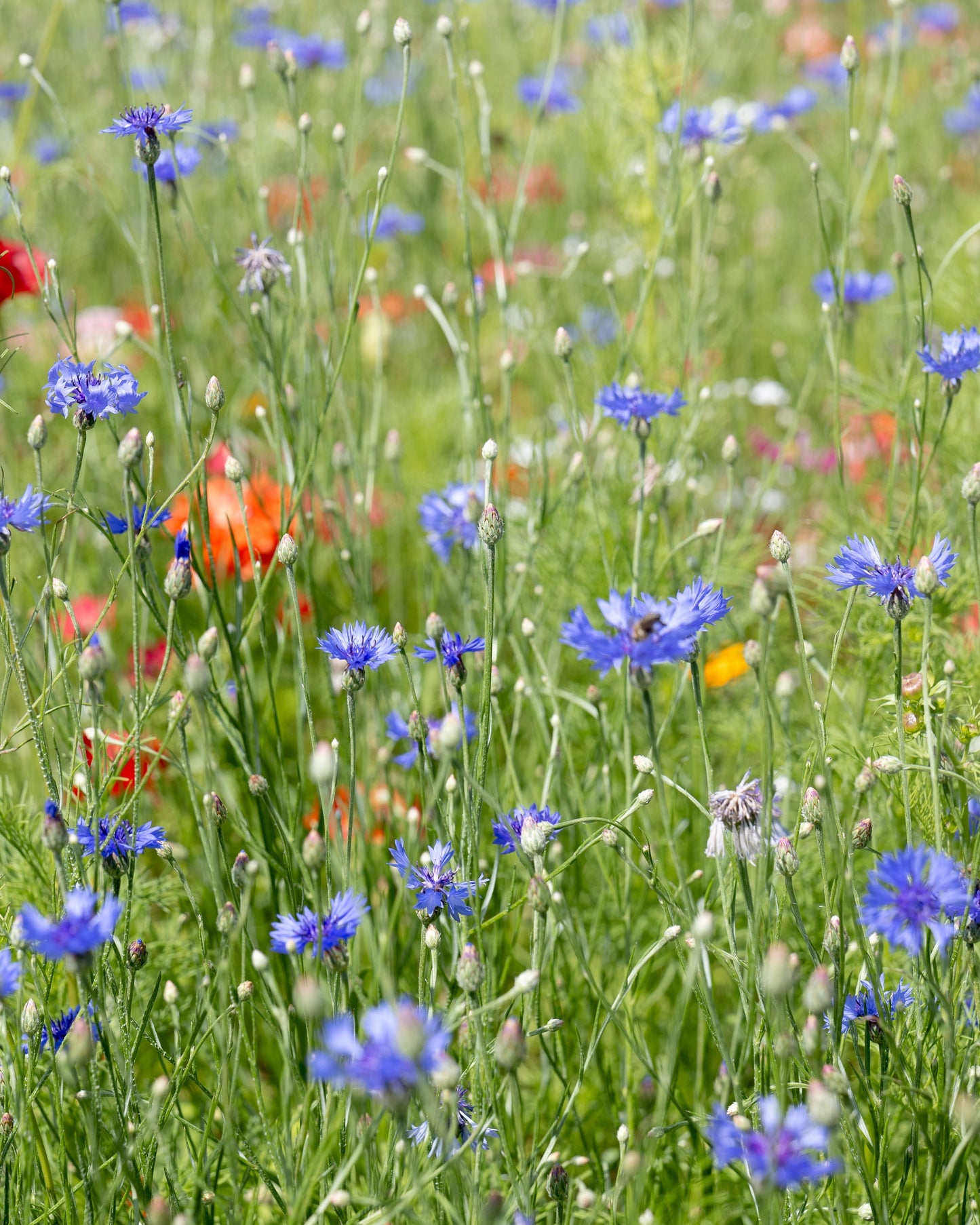 Cornfield Annuals