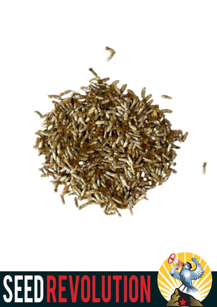 Pile of Cornflower seeds with 'Seed Revolution' logo at the bottom. Showcasing Centaurea cyanus, cornflowers, corn flowers, cornflower blue, british wild flower seeds, british wildflower seeds, uk wildflower seeds.