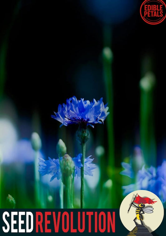 Blue Cornflower wildflower with 'Seed Revolution' and 'Edible Petals' branding in the background. Showcasing our Centaurea cyanus, cornflowers, corn flowers, cornflower blue, british wild flower seeds, british wildflower seeds, uk wildflower seeds.