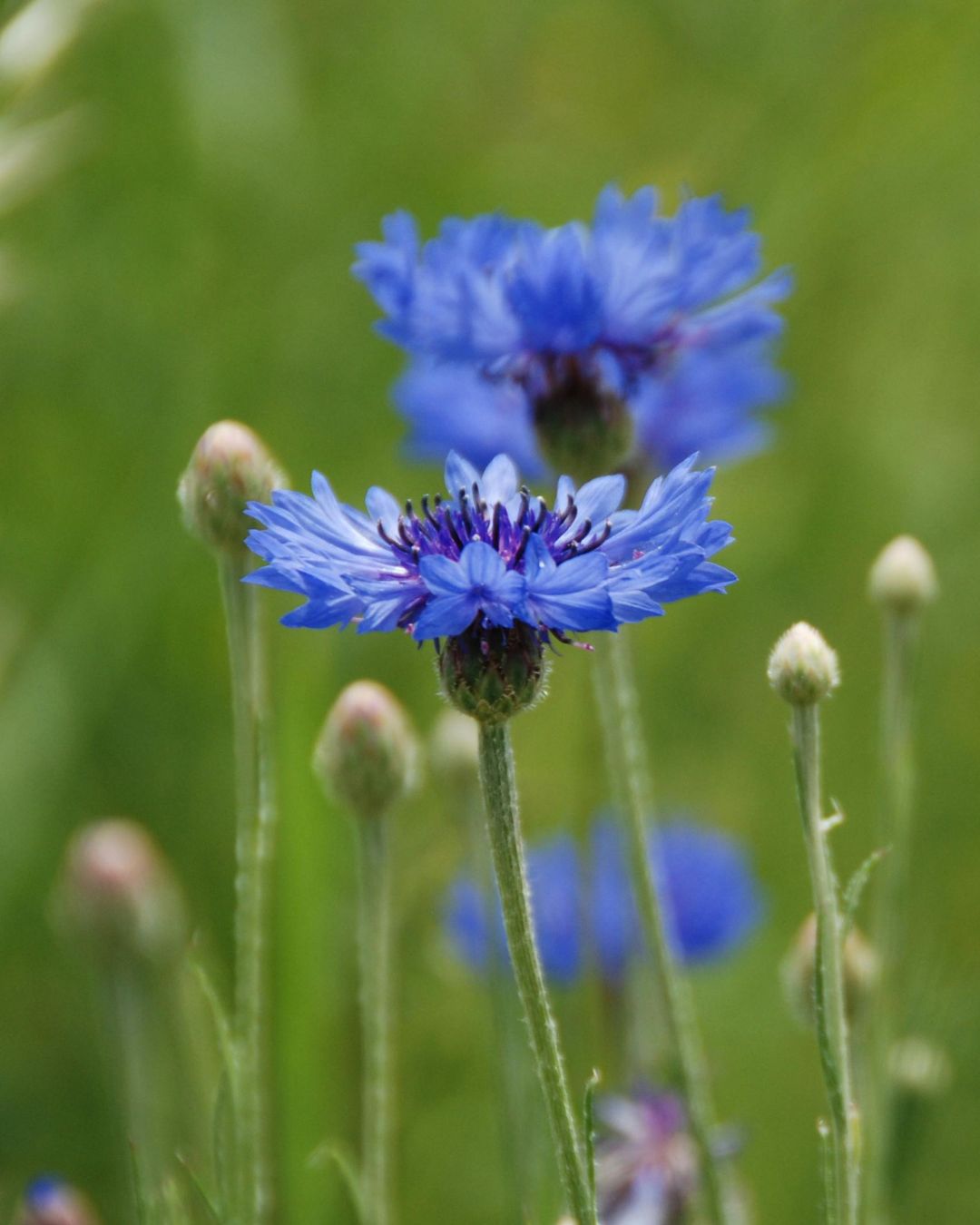 Blue cornflowers with green stems and buds in a soft-focus natural setting. Showcasing Seed Revolution's Cornflower, Centaurea cyanus, cornflowers, corn flowers, cornflower blue, british wild flower seeds, british wildflower seeds, uk wildflower seeds.
