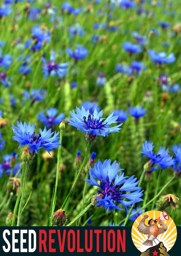 Field of blue cornflowers wildflowers with 'Seed Revolution' logo at the bottom. Showcasing our Centaurea cyanus, cornflowers, corn flowers, cornflower blue, british wild flower seeds, british wildflower seeds, uk wildflower seeds.