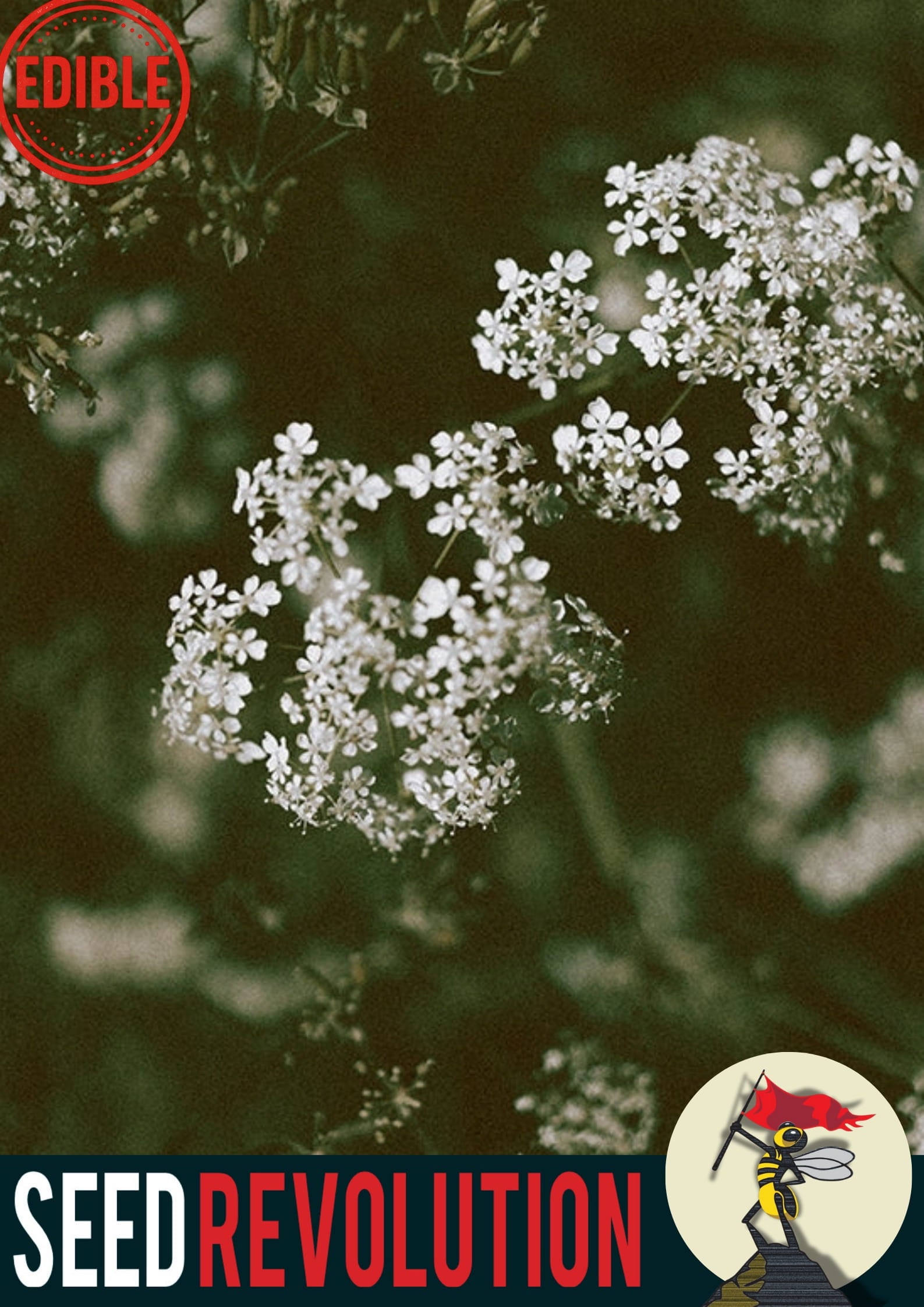 White Cow Parsley wildflowers with 'Edible' and 'Seed Revolution' text overlay on a dark background. Showcasing our Anthriscus sylvestris, Cow Parsley Anthriscus sylvestris, queen anne’s lace plant, british wild flower seeds, british wildflower seeds, uk wildflower seeds