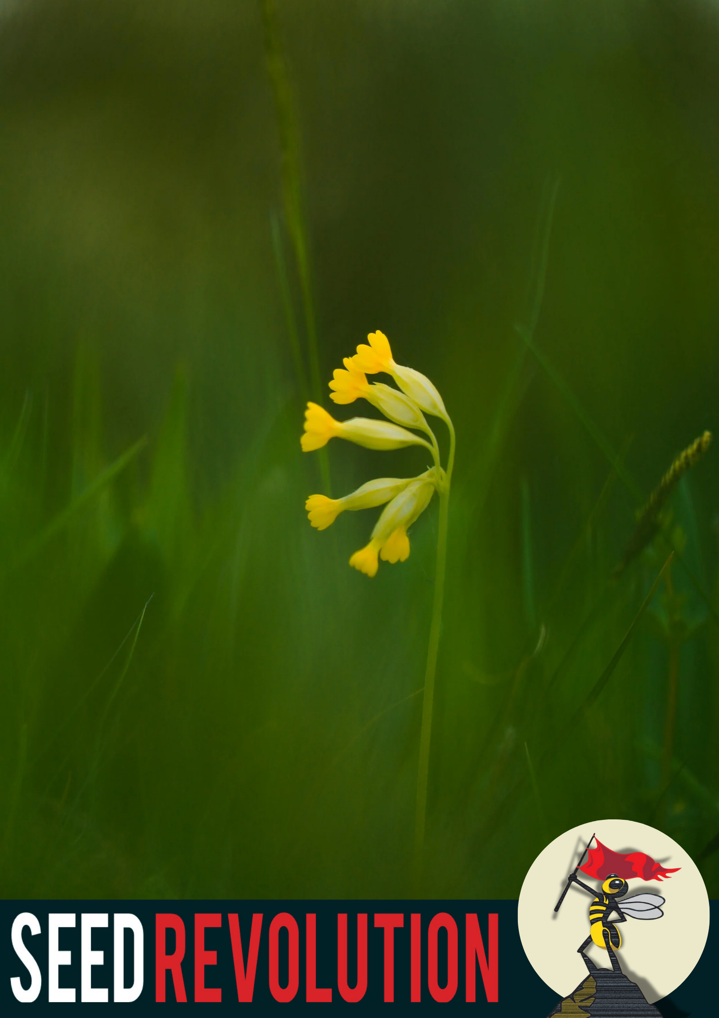 Cowslip Native Meadow Seeds