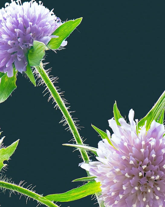 Devils Bit Scabious on a dark background, featuring 'Seed Revolution' branding. Devil's Bit Scabious, Succisa pratensis, Devil’s-Bit-Scabious, british wild flower seeds, british wildflower seeds, uk wildflower seeds